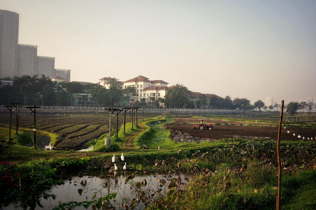 Farmer ploughing a Hanoi market garden at dawn